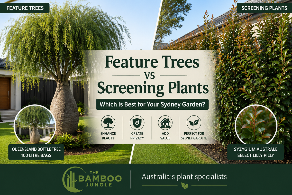 Feature Trees vs Screening Plants: Which Is Best for Your Sydney Garden?