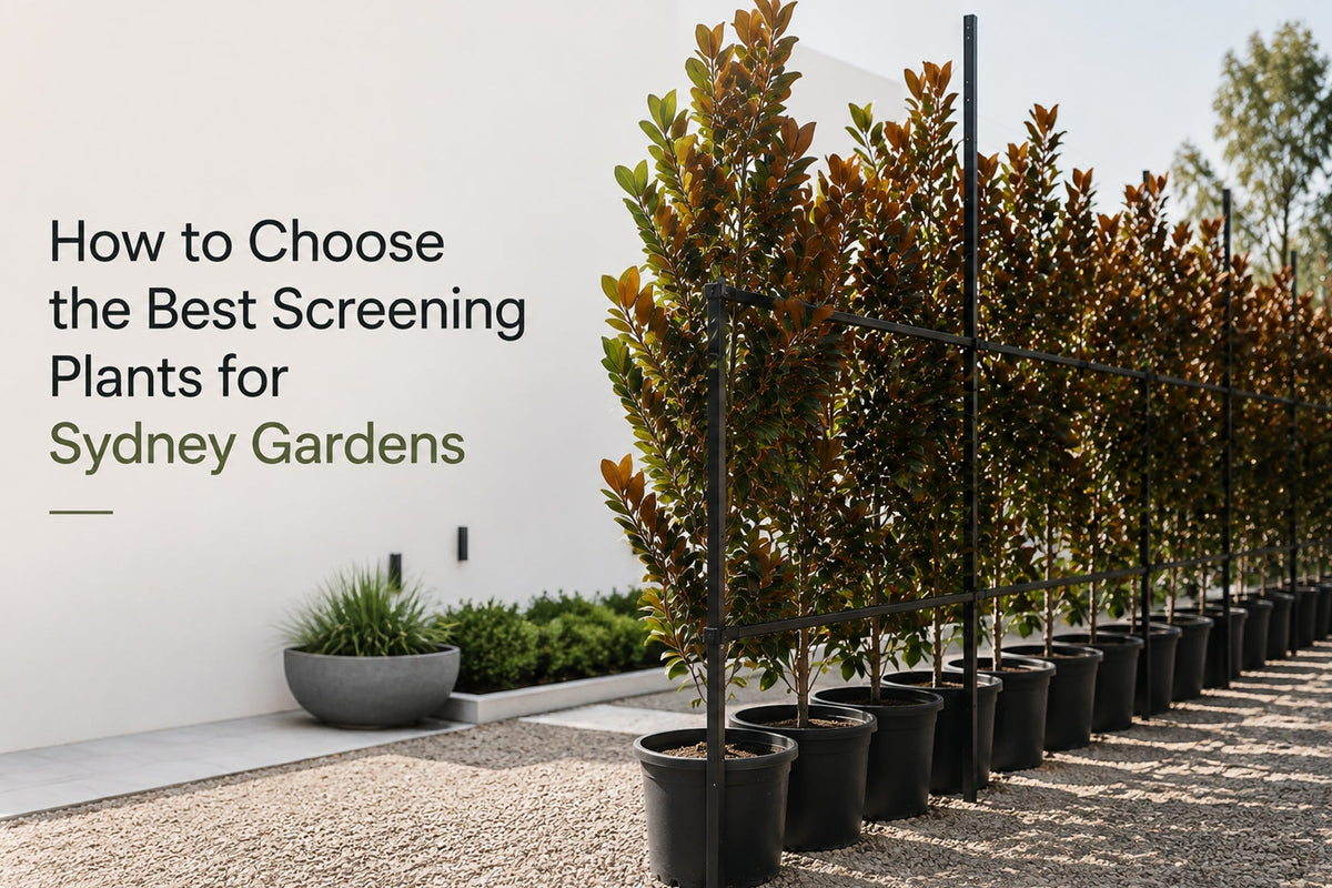 How to Choose the Best Screening Plants for Sydney Gardens