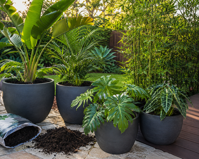 Tropical Plants in Pots: Potting Mix Tips for Faster Establishment and Lush, Healthy Leaves