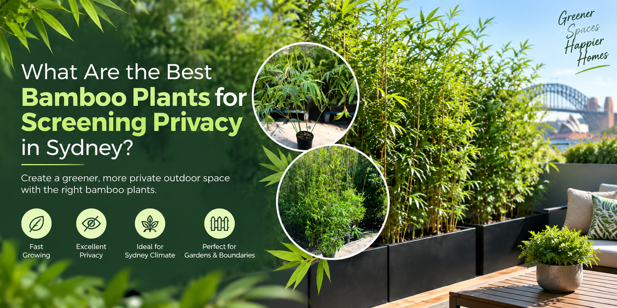 What Are the Best Bamboo Plants for Screening Privacy in Sydney?