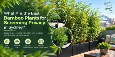 What Are the Best Bamboo Plants for Screening Privacy in Sydney?