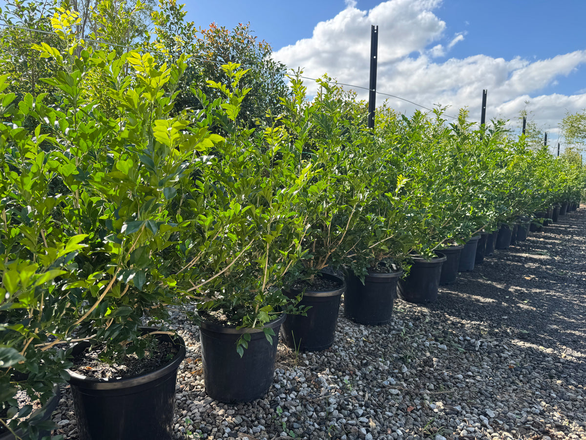 Murraya paniculata