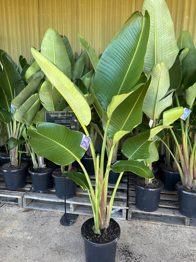 Strelitzia Nicolai - Giant White Bird of Paradise