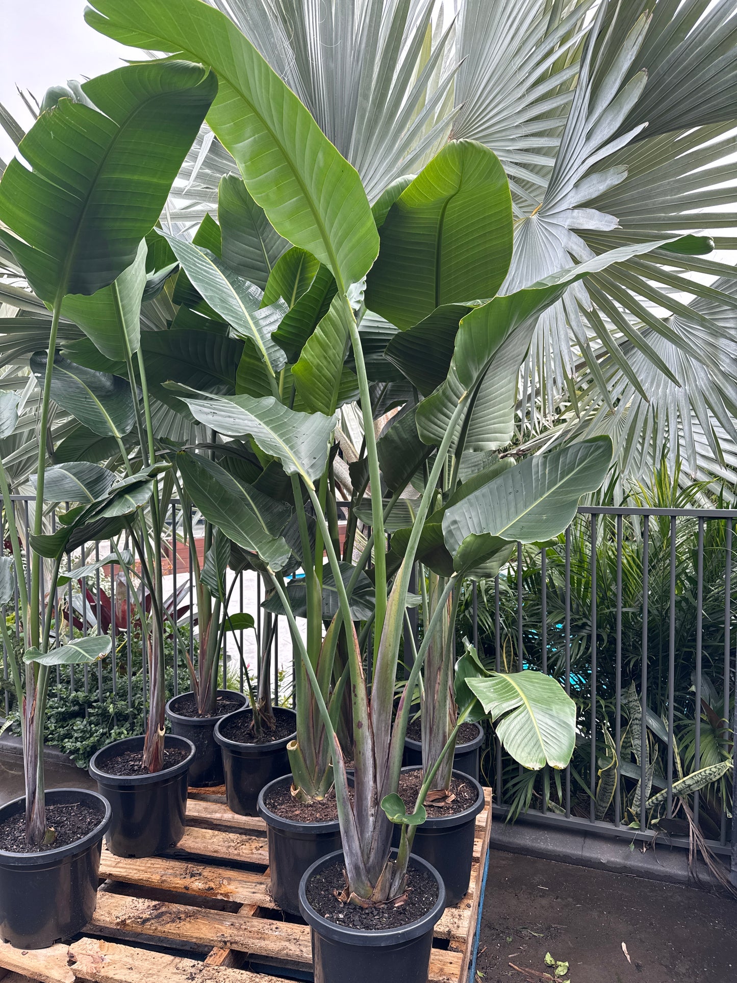 Strelitzia Nicolai - Giant White Bird of Paradise