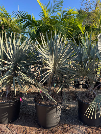Bismark Palms - 100L Pots
