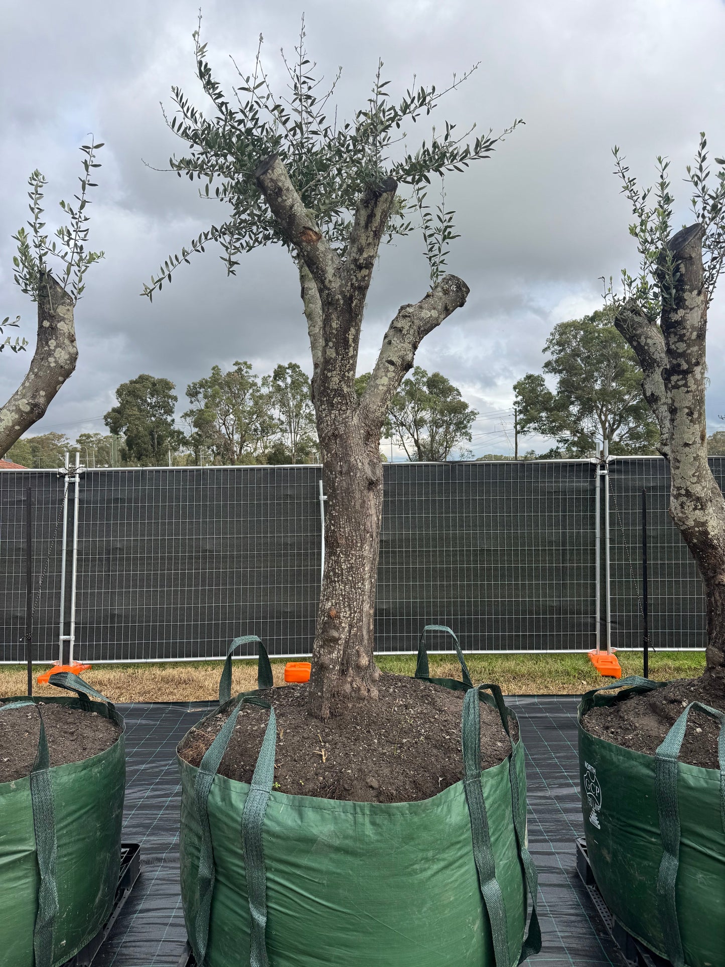 Feature Olive Trees - 750 Litre Bags