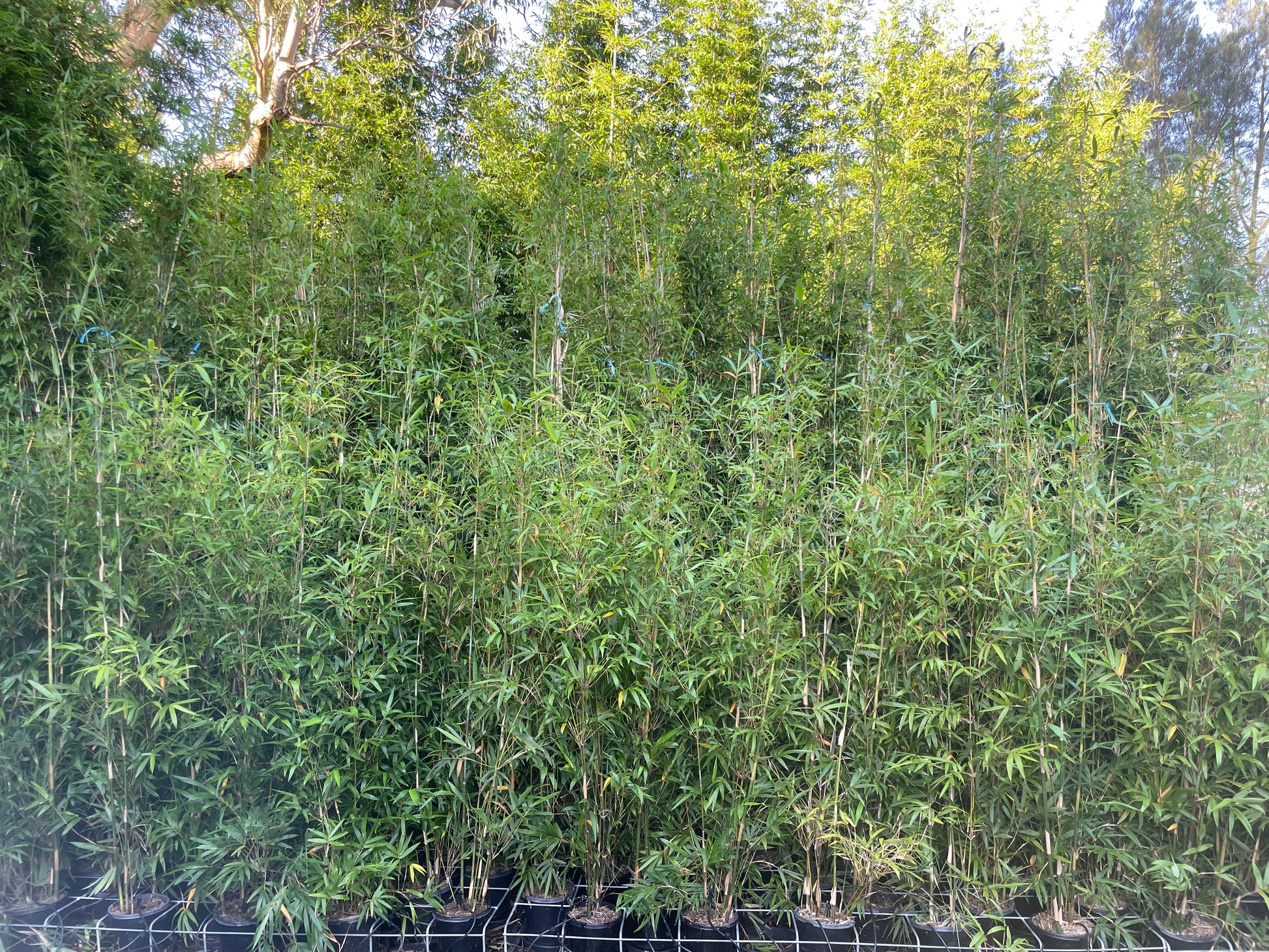 Close-up view of bamboo stems and fresh leaves