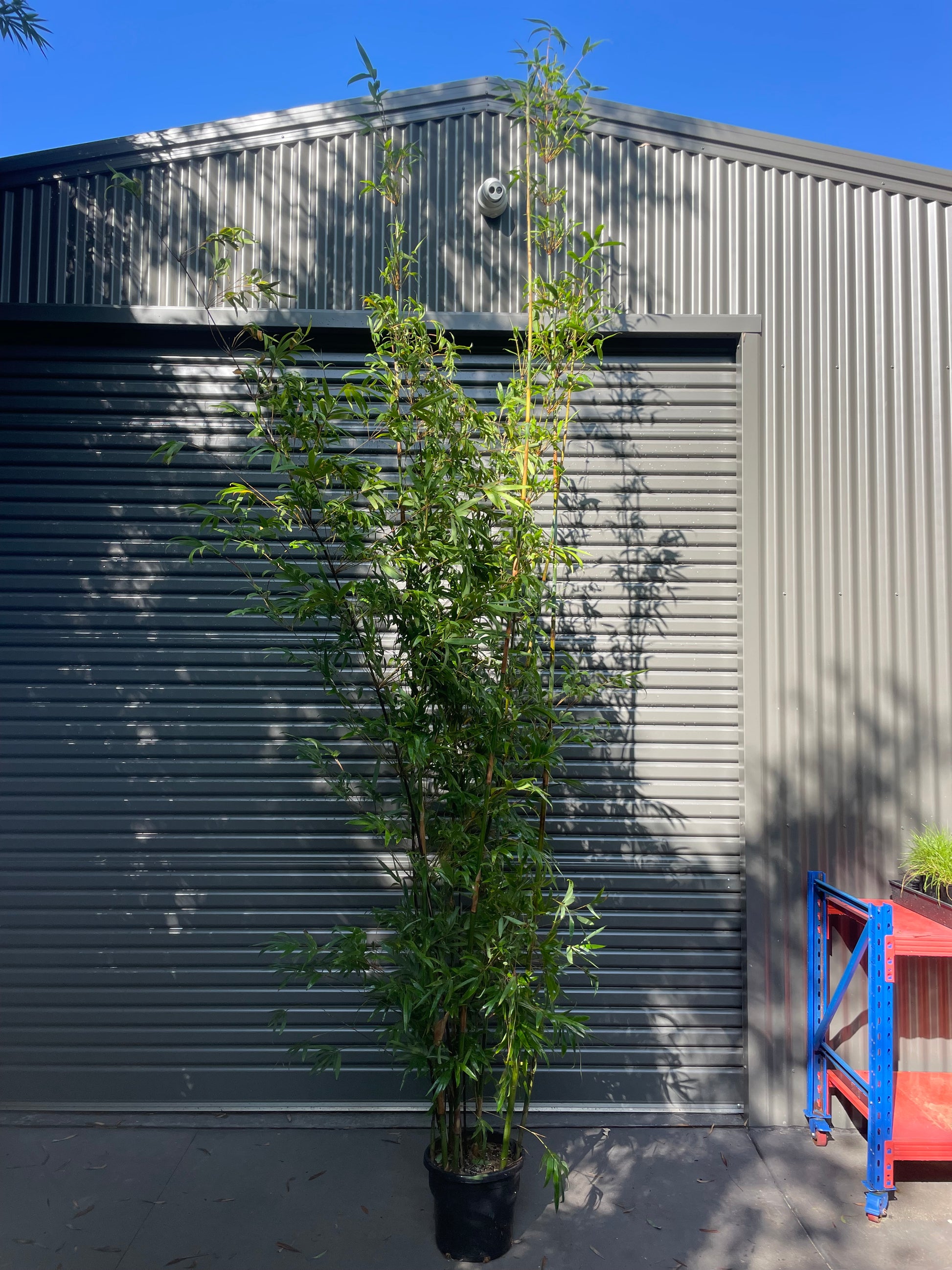 Tall non-invasive bamboo plants available at the nursery