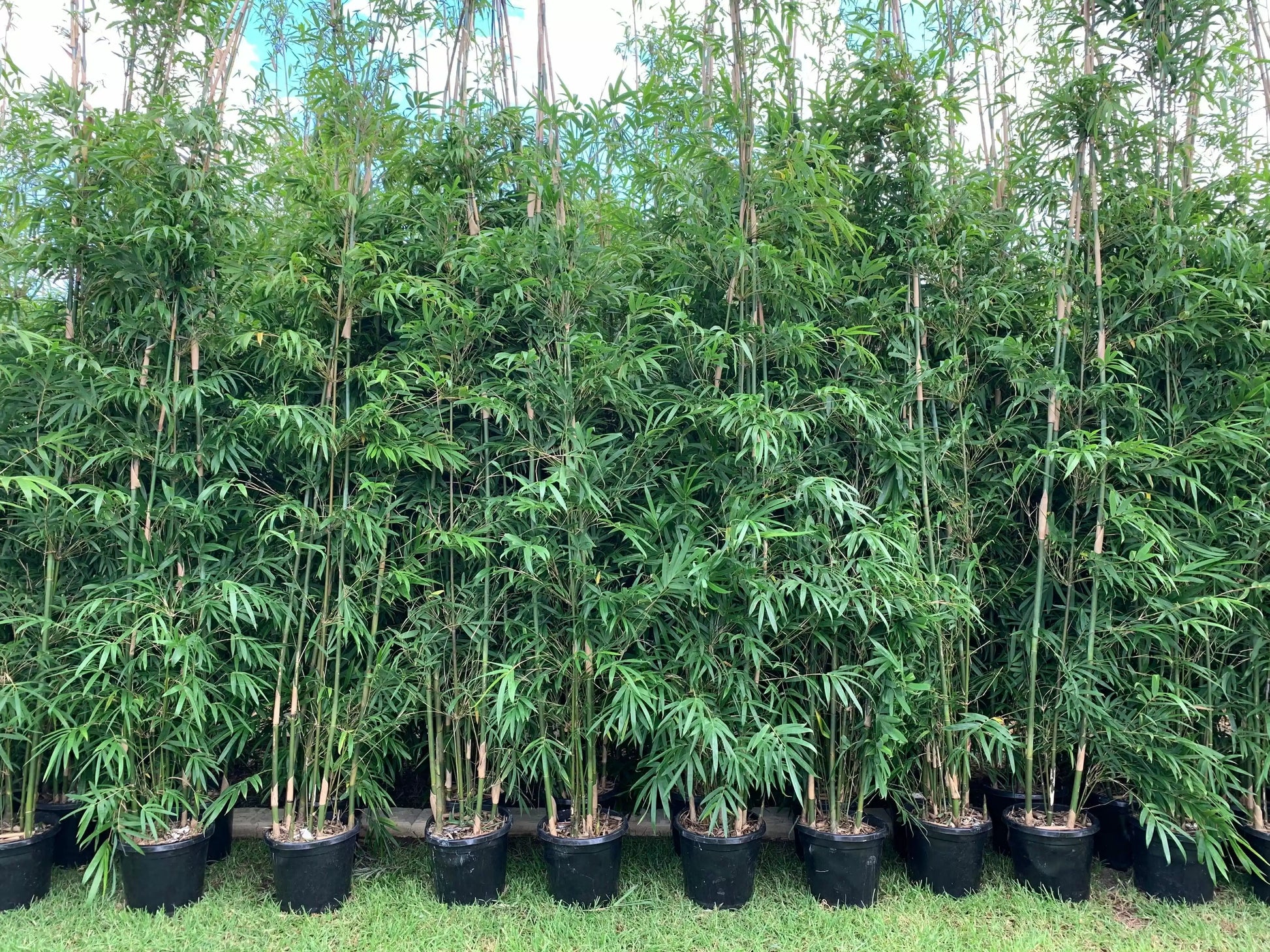 Bamboo plant with healthy green foliage in Ingleburn nursery