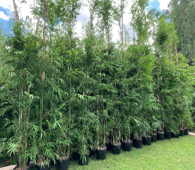 Three-metre bamboo variety suitable for privacy screening