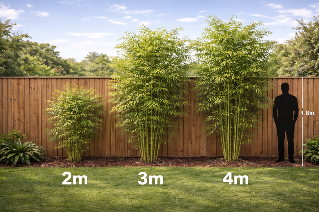 Choosing Bamboo Height: 2m vs 3m vs 4m Plants—What You’ll See and When