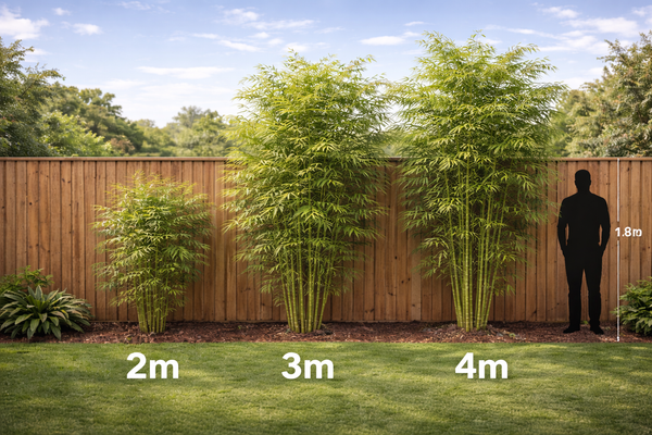 Choosing Bamboo Height: 2m vs 3m vs 4m Plants—What You’ll See and When