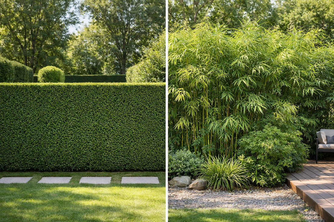 Hedging vs Screening: What’s the Difference (And Which One Do You Need?)