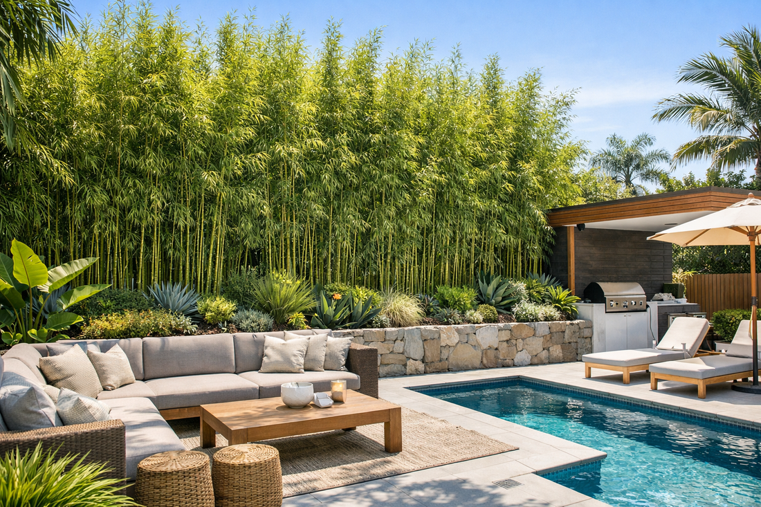 Why Gracilis Bamboo Is Australia’s Best Privacy Screen for 2m–6m Gardens