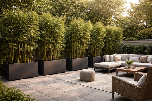 Bamboo in Planter Troughs: A Modern Privacy Wall You Can Move
