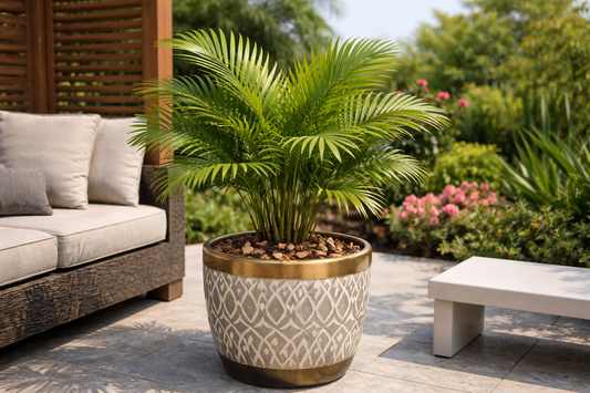 Palm Trees in Planters: Choosing a Potting Mix That Won’t Compact Over Time