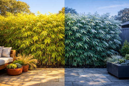 How Often Should You Water Bamboo in NSW? Summer vs Winter Watering Guide