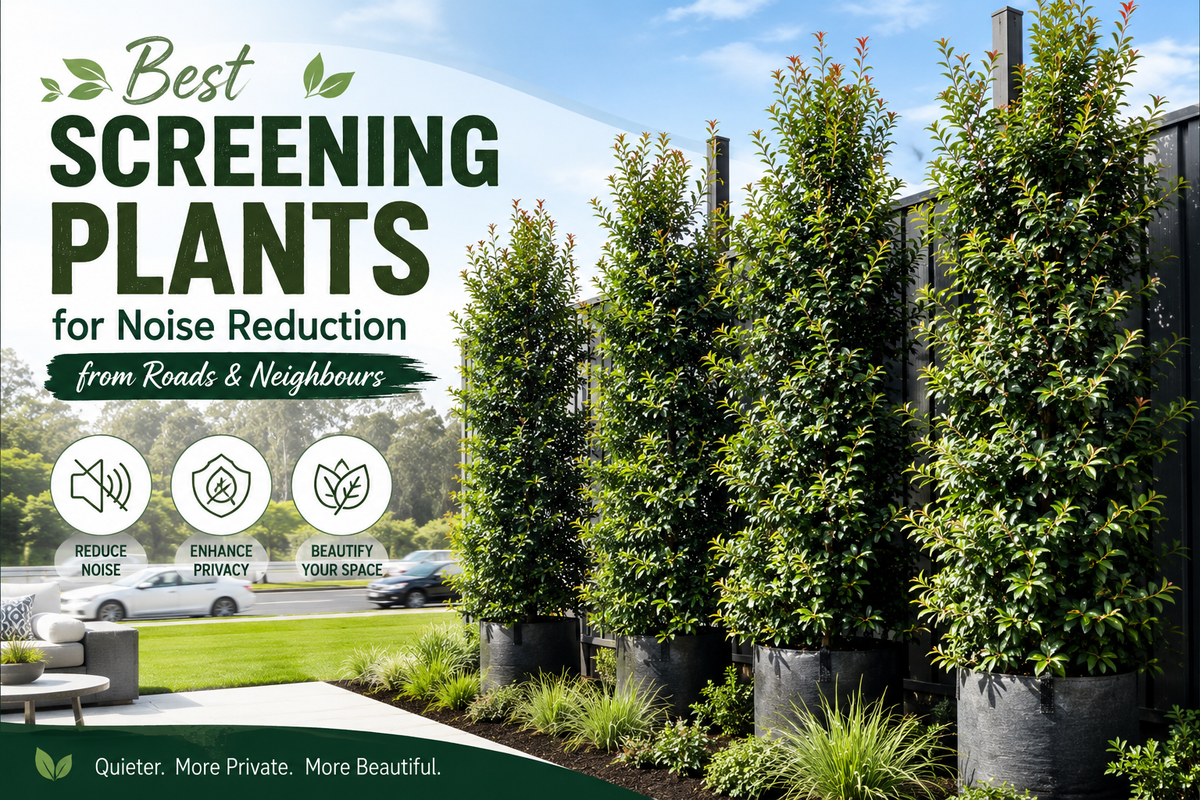 Best Screening Plants for Noise Reduction from Roads & Neighbours
