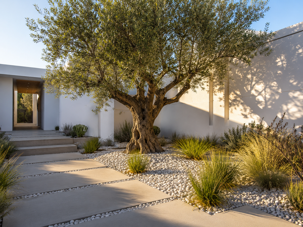 Feature Trees for Minimalist Australian Homes: Less Planting, More Impact