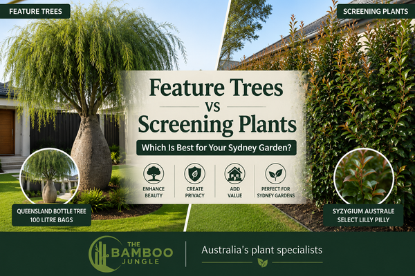 Feature Trees vs Screening Plants: Which Is Best for Your Sydney Garden?