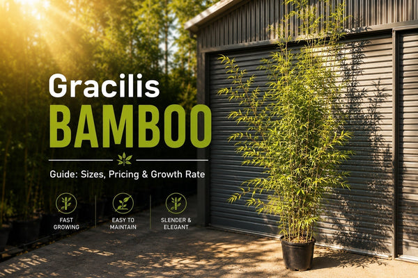 Gracilis Bamboo Guide: Sizes, Pricing & Growth Rate