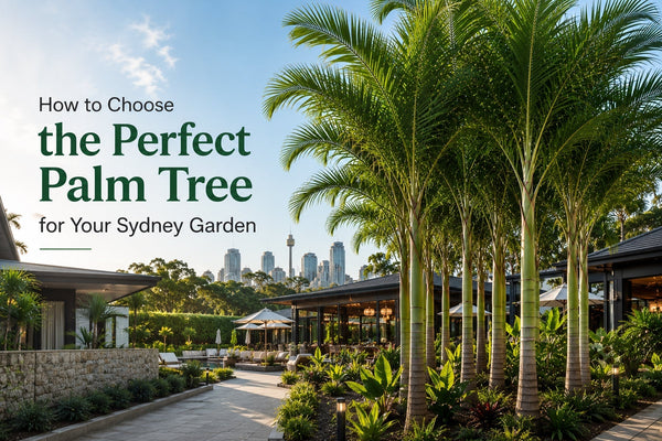 How to Choose the Perfect Palm Tree for Your Sydney Garden