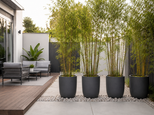 Rental-Friendly Gardens: Taking Your Bamboo Privacy Screen With You When You Move