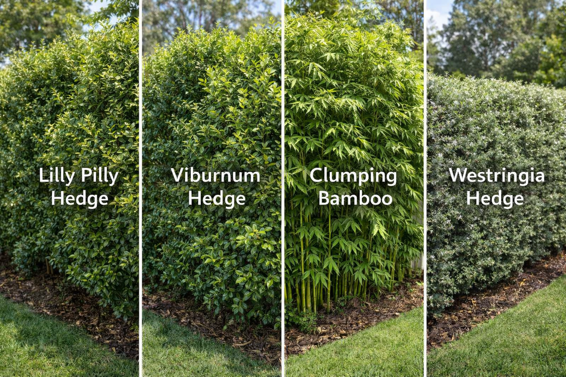 Best Screening Plants for Privacy in NSW Gardens: Fast, Dense & Low-Maintenance