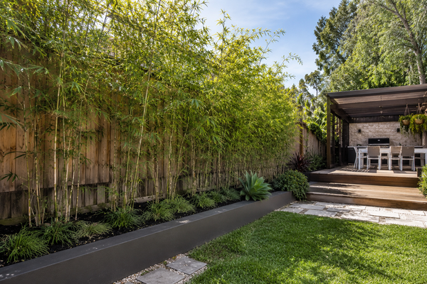 Gracilis Bamboo Growth Rate in Sydney: What to Expect Year by Year