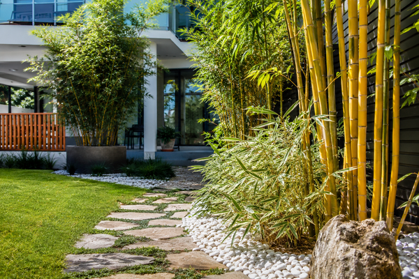 Beyond Green: Variegated & Statement Bamboo Varieties for Eye-Catching Sydney Gardens