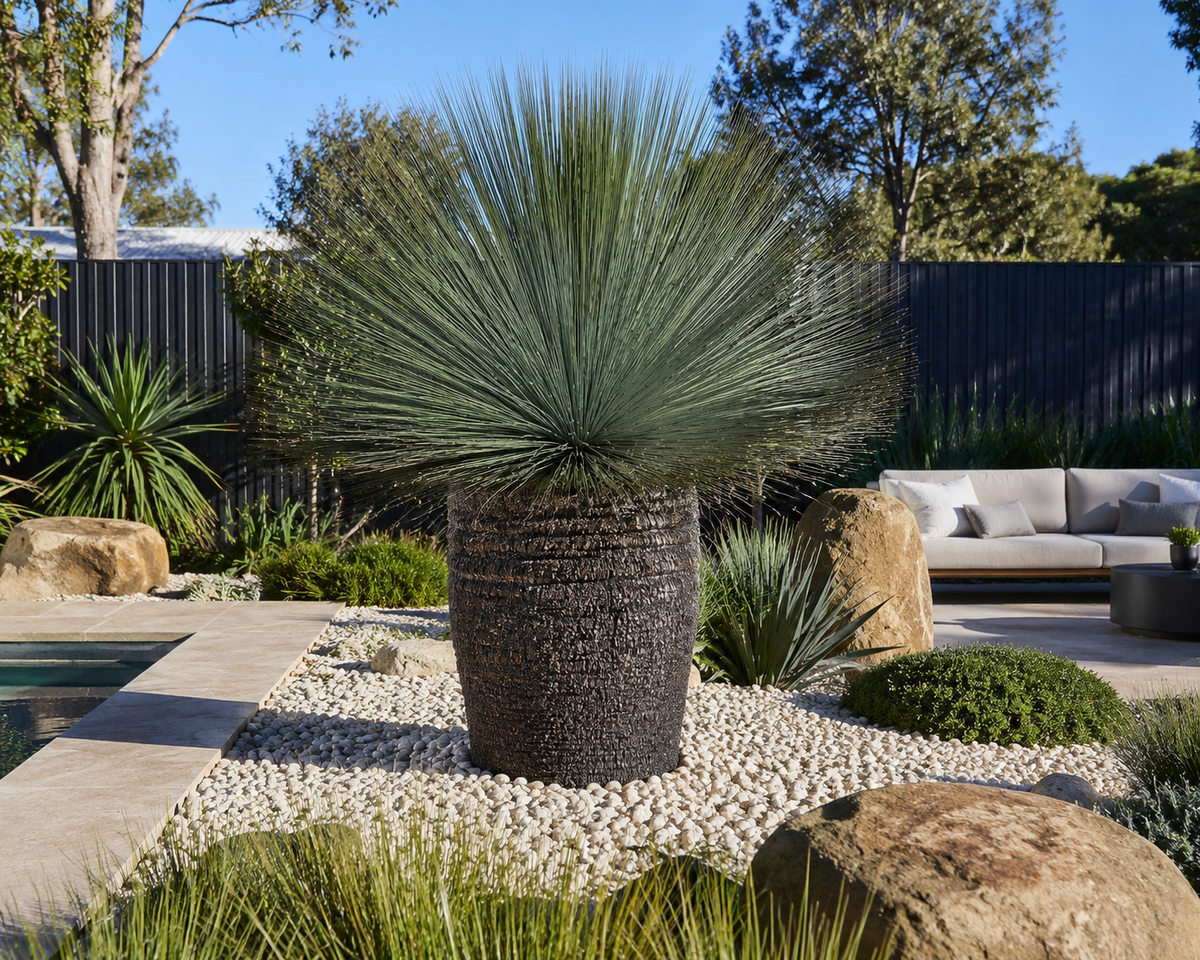 Xanthorrhoea Glauca: Why Ancient Australian Grass Trees Are Perfect for Contemporary Gardens