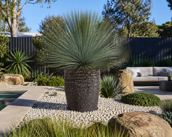 Xanthorrhoea Glauca: Why Ancient Australian Grass Trees Are Perfect for Contemporary Gardens