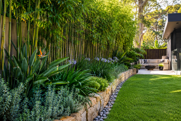 Best Companion Plants for Bamboo: Create a Lush Privacy Hedge in Sydney