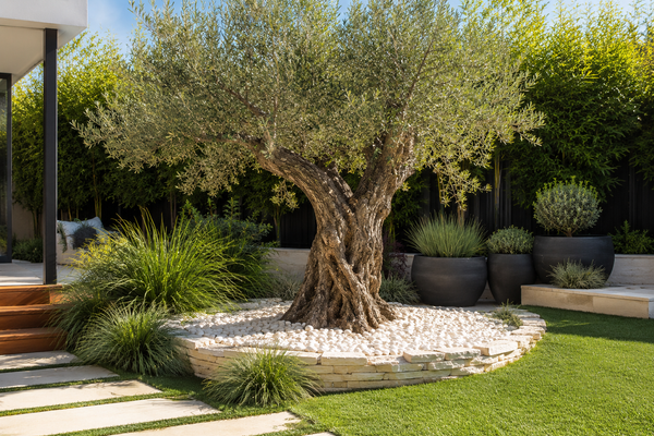 Olive Trees: Growing, Care and Landscaping Tips for Beautiful Australian Gardens