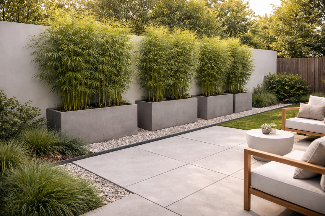 Modern Privacy Landscaping: Clean-Line Screening Plants + Planters for a Sleek Backyard