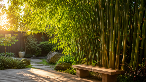 The Sound of Serenity: Why Bamboo Rustling Is Nature’s Ultimate Stress-Reliever