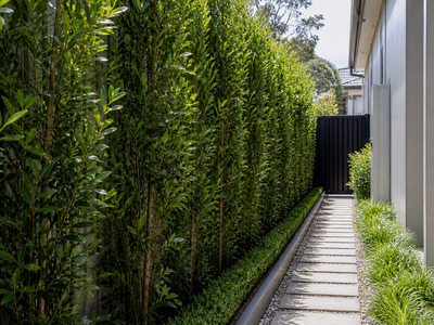 Syzygium ‘Straight and Narrow’: The Go-To Screening Plant for Tight Gardens