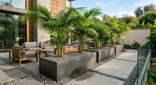 Palm Trees in Planter Troughs: The Drainage Setup That Prevents Root Rot