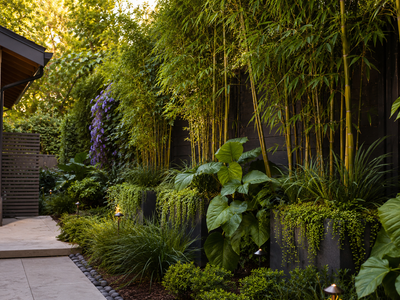 Top Screening Plants to Pair With Bamboo for a Layered Privacy Look