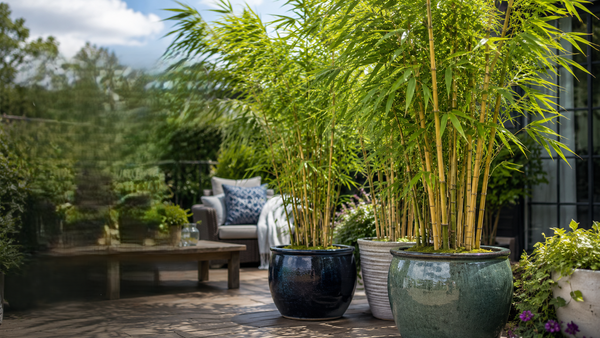 Bamboo for Windy Sites: Which Varieties Handle Exposure Best
