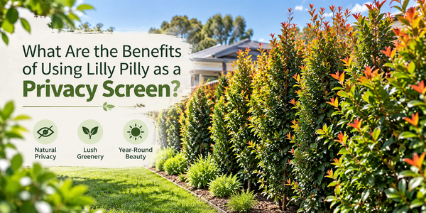 What Are the Benefits of Using Lilly Pilly as a Privacy Screen?
