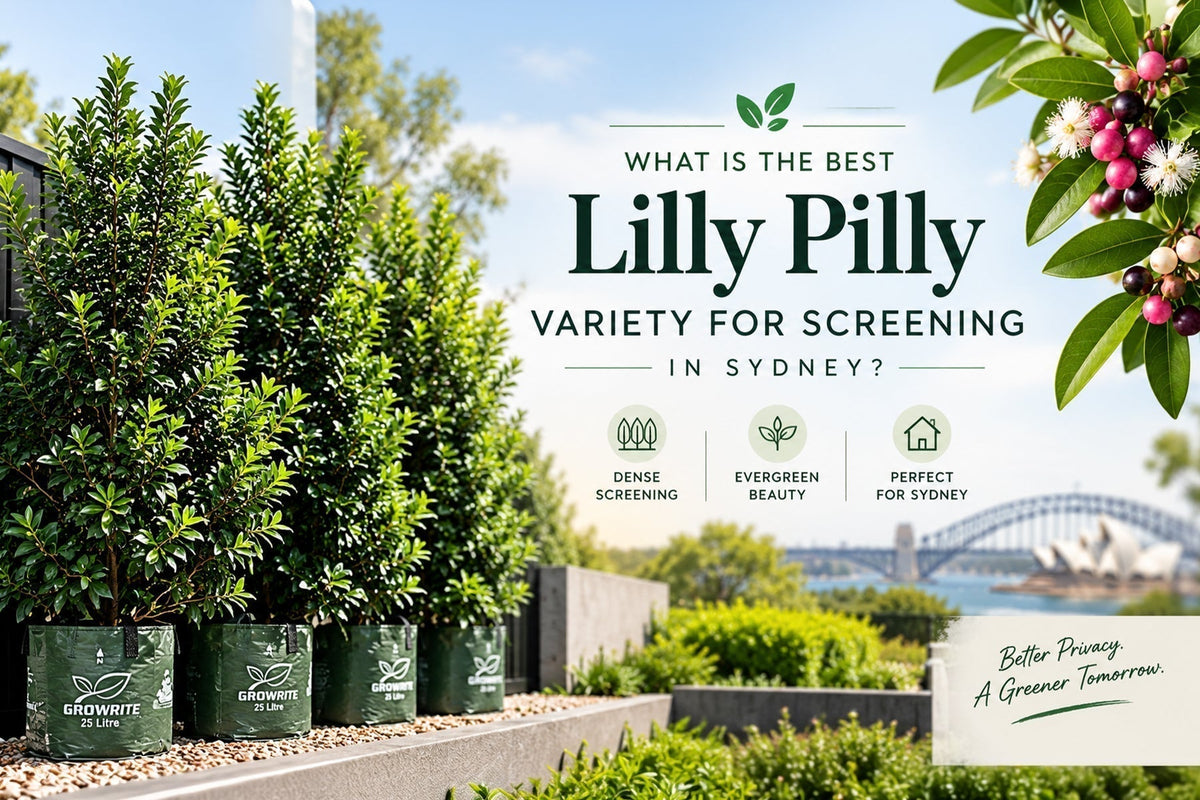 What Is the Best Lilly Pilly Variety for Screening in Sydney?