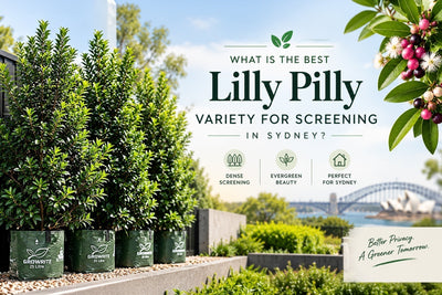 What Is the Best Lilly Pilly Variety for Screening in Sydney?