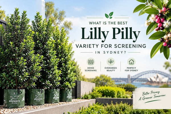 What Is the Best Lilly Pilly Variety for Screening in Sydney?