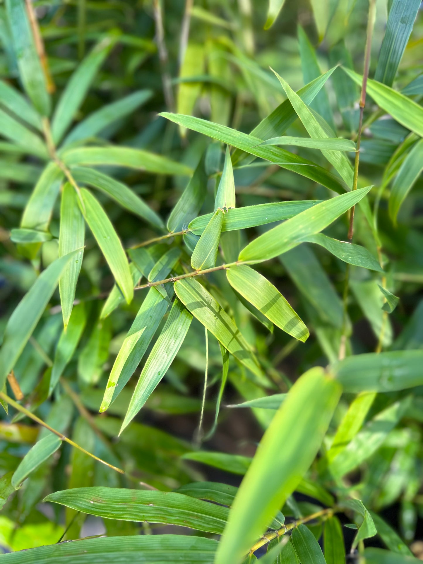 Gracilis Slender Weavers (Bambusa Textilis Gracilis)- 1 Meter Tall