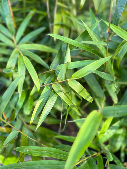 Gracilis Slender Weavers (Bambusa Textilis Gracilis)- 1 Meter Tall