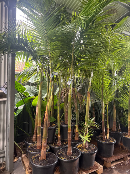 Archontophoenix Cunninghamiana - Bangalow Palm