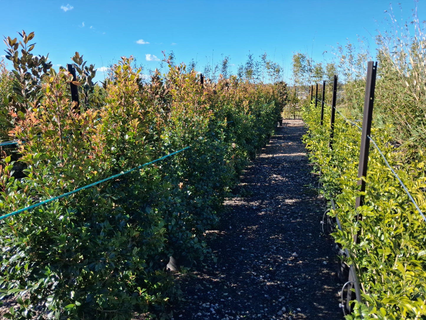 Syzygium australe 'Resilience