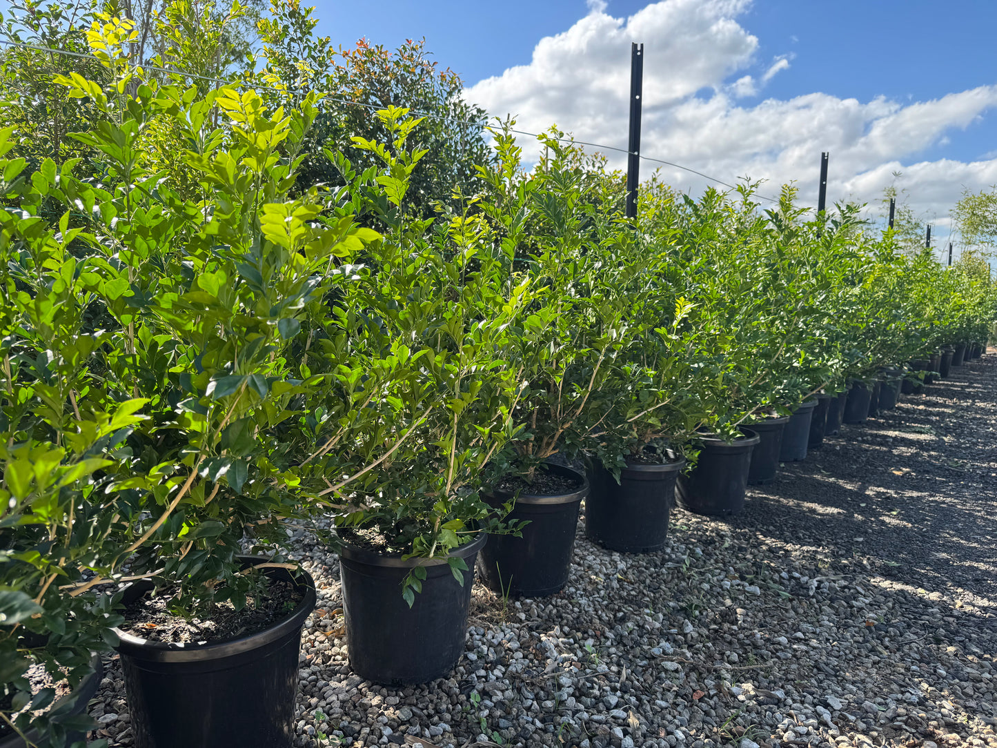 Murraya paniculata