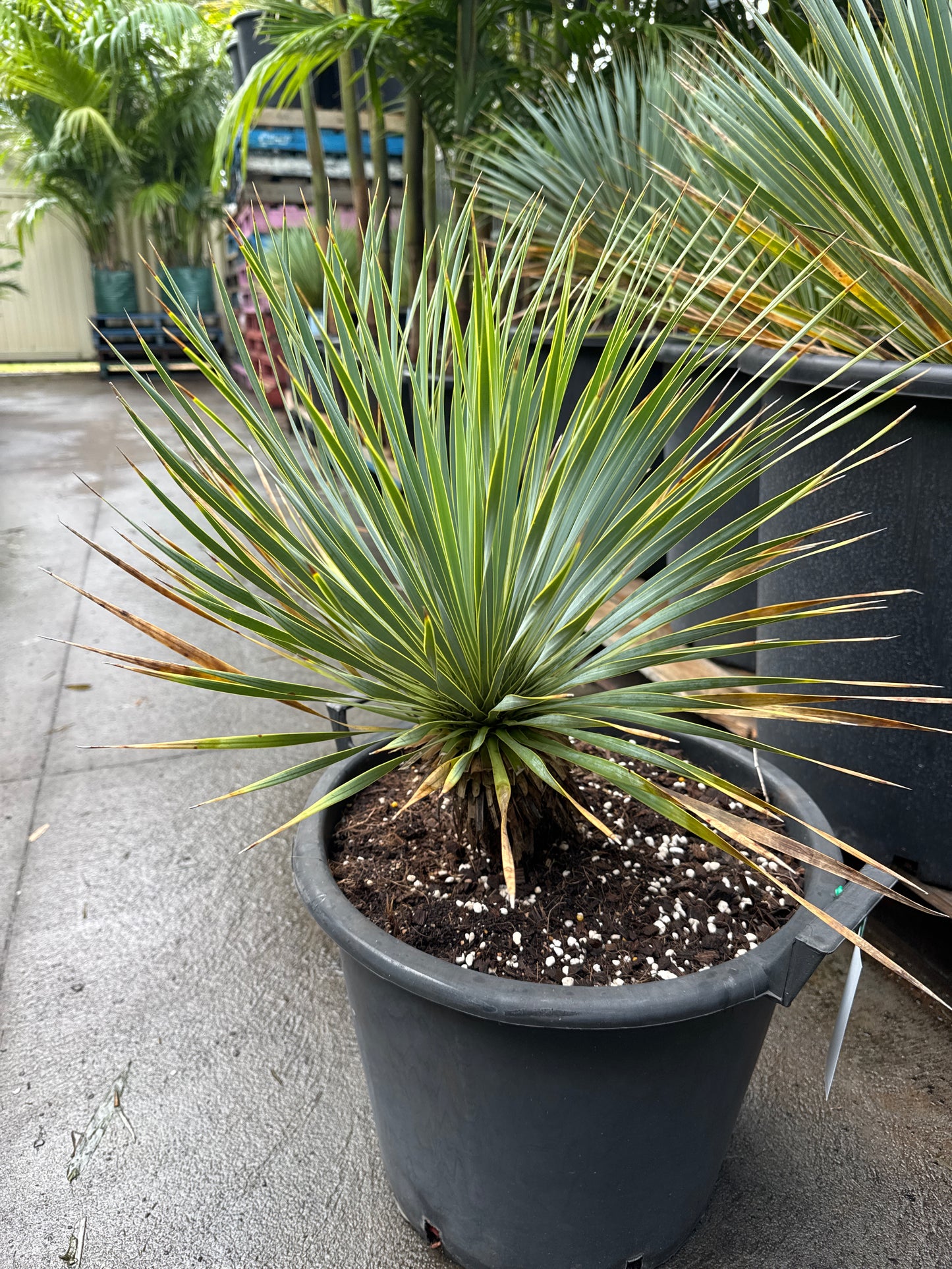 Yucca Rostrata